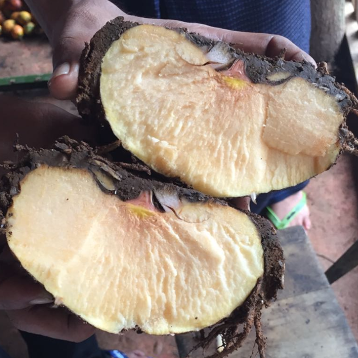 Konjac Chunks (Ingredient)